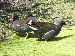 Gallinules poules-d'eau
